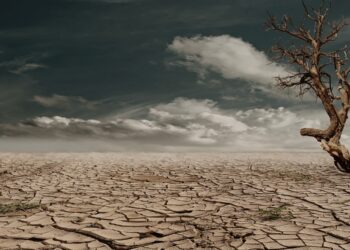 Kış Neden Gelmiyor?: WWF-Türkiye (Doğal Hayatı Koruma Vakfı) ile Röportaj Yaptık