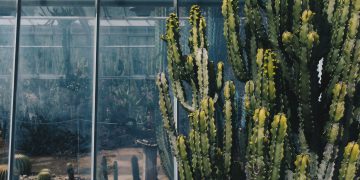 İnkalardan Gelen Şifa: San Pedro